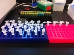 Finally the extracted DNA is pipetted into the colorful micro centrifuge tubes 