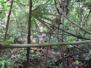 Here I am trekking through the jungle for a field research project!